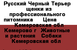 Русский Черный Терьер - щенки из профессионального питомника ! › Цена ­ 25 000 - Кемеровская обл., Кемерово г. Животные и растения » Собаки   . Кемеровская обл.